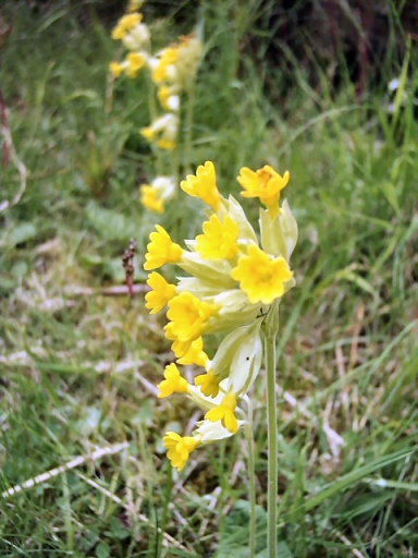 MidJer_Cowslip.JPG